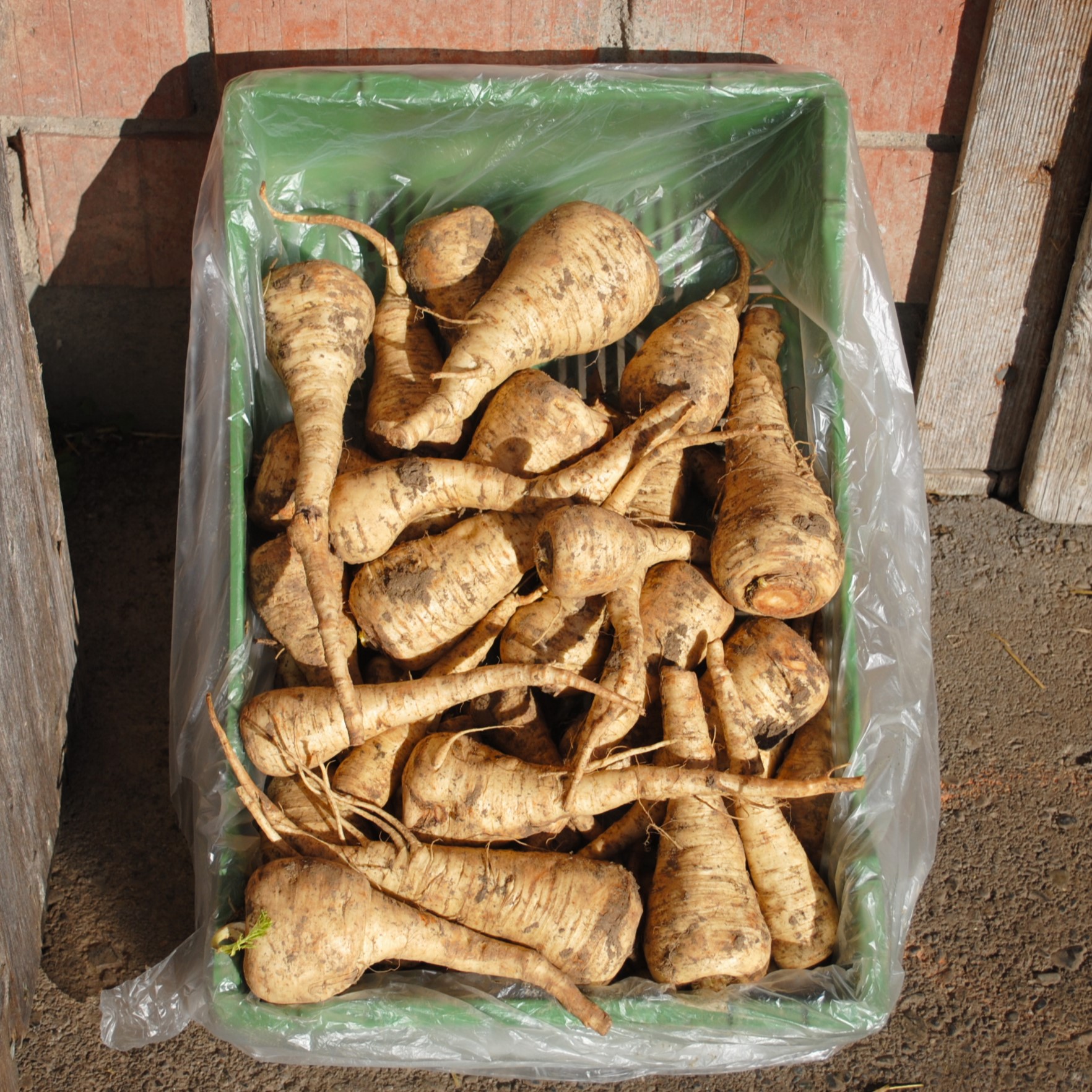 Parsnips