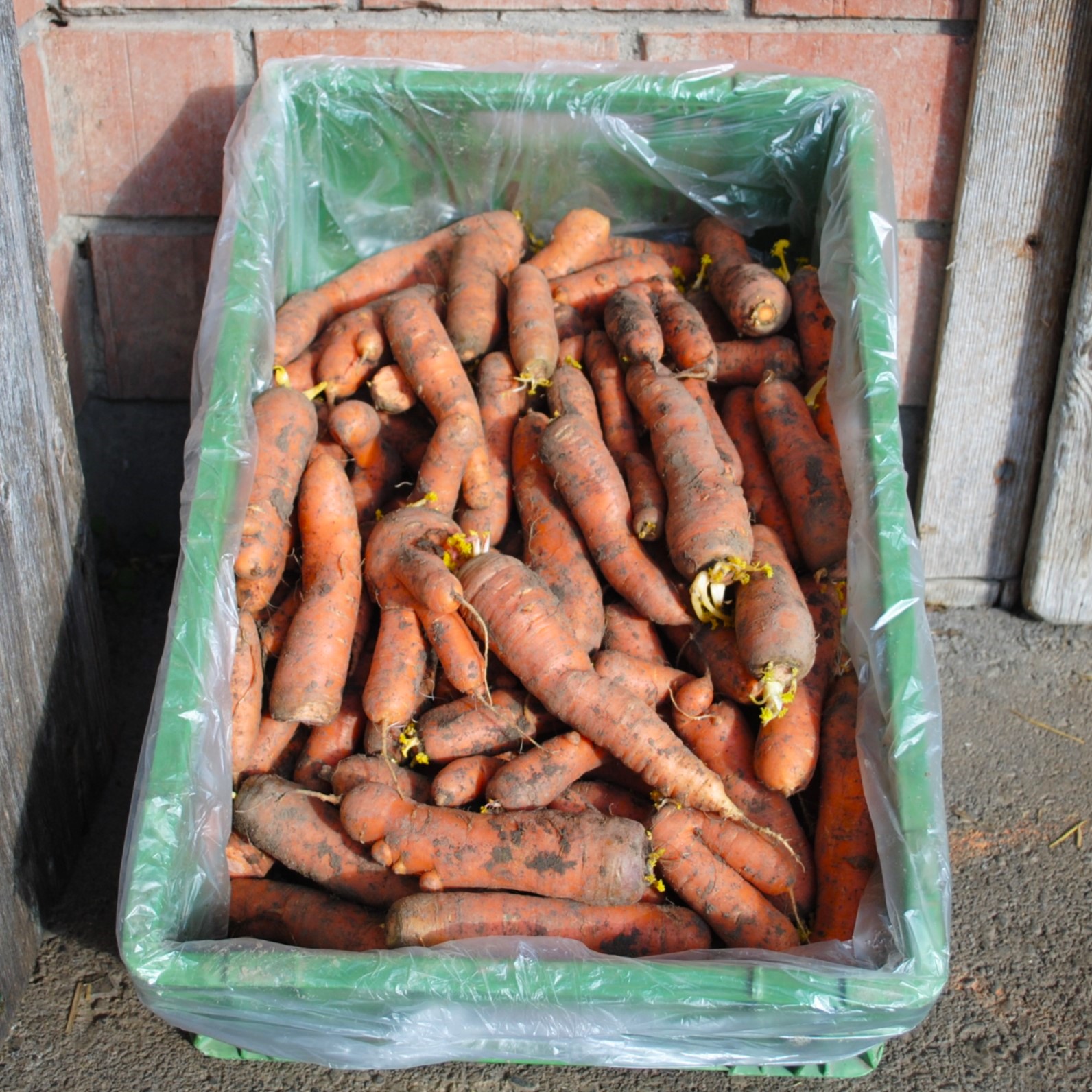 Carrots