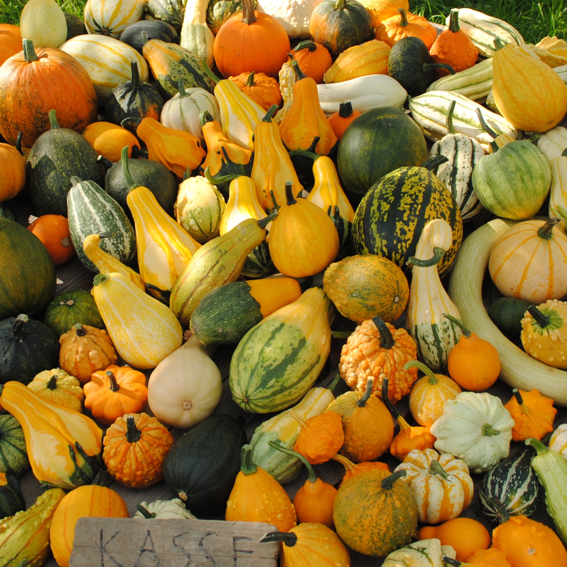 Ornamental Pumpkins